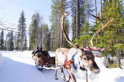 Paseo En Trineo De Renos En Rovaniemi Laponia Visita Granja