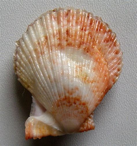 Laevichlamys squamosa Gmelin J F 1791 SHELLS MUŠLE LASTURY