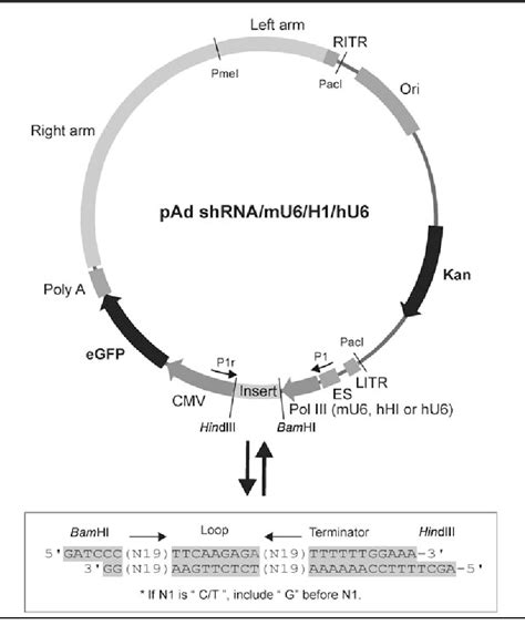 Figure 1 From Adenovirus Based Short Hairpin RNA Vectors Containing An