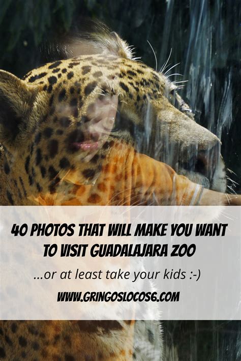 40 Photos That Will Make You Want to Visit Guadalajara Zoo – Los ...