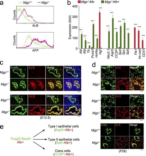 Hepatic Differentiation Occurs In The Epithelium Of Mgp Lungs A