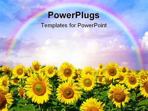 Powerpoint Template Sunflower Garden With A Rainbow Over Them In The