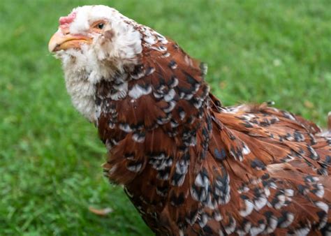 Russian Orloff Chicken: Interesting Facts, Appearance, And Egg Color