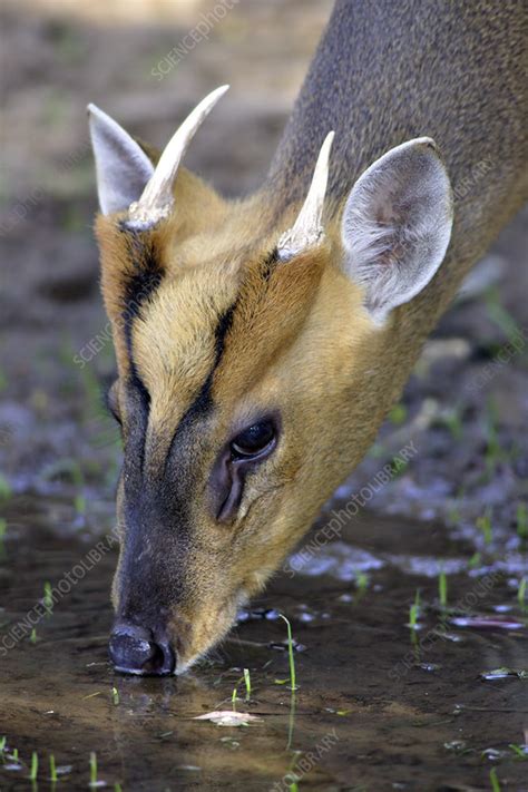 Reeves Muntjac Deer Stock Image Z9520208 Science Photo Library