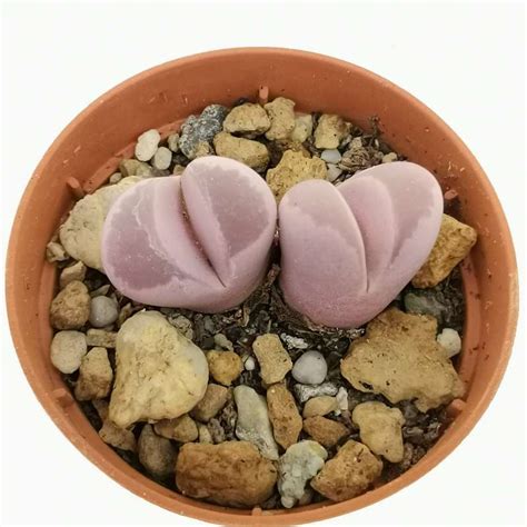 Lithops Optica Var Rubra Cm Aizoaceae Giromagi Vendita Piante