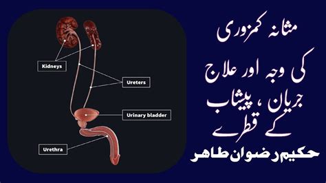 Masana Ki Kamzori Ki Alamat In Urdu I Hindi I Qatray Ana I Mani K