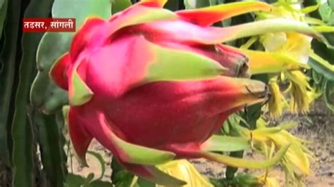 Dragon Fruit Farmers Export Fruits To Dubai Special Report सांगलीतले ड्रॅगन फ्रूट परदेशात