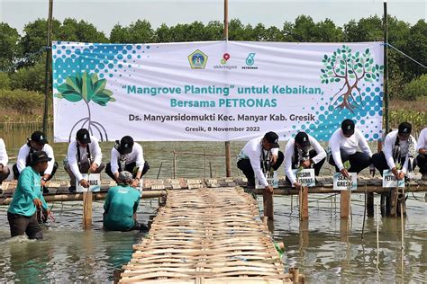 Bupati Gresik Tanam Ribu Bibit Mangrove Csr Petronas Dan Skk Migas