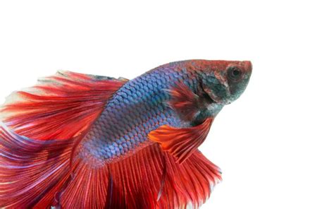 How Long Can A Betta Fish Live Out Of Water Shocking Fact