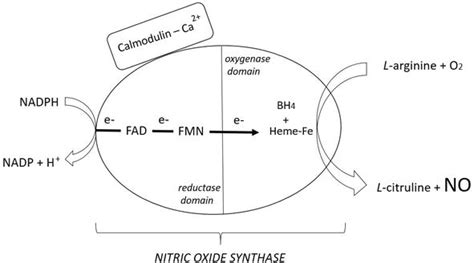 Nitric Oxide Synthase Inhibitors Intechopen