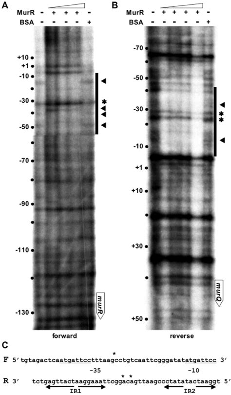 4 DNase I Protection Assay For Binding Of MurR To The M U R R M U R Q