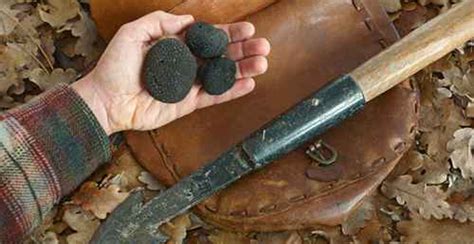 Showing Black Truffles Citt Del Tartufo