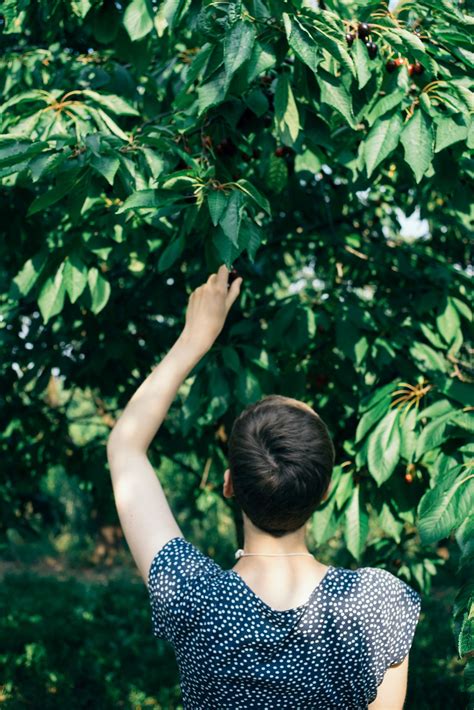 Cherry picking | Free Stock Image - Barnimages