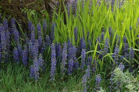 Ajuga Reptans Catlin S Giant Bugle Rampant Pourpre Le Jardin D Eau