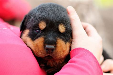 Rottweiler Pup Rottweiler Breed Rottweiler Love Fluffy Puppies Dogs