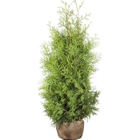 Lebensbaum Brabant Höhe ca 100 120 cm Ballenware Thuja kaufen bei OBI