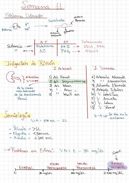 SISTEMA URINARIO ACIDOSIS METABÓLICA E INSUFICIENCIA RENAL MEDIC