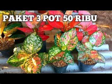 Paket Promo Tanaman Aglaonema Murah Cuma Disini Paket Aglonema