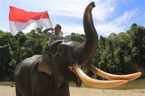 Pengibaran Bendera Oleh Gajah Sumatera Di Cru Sampoiniet Aceh