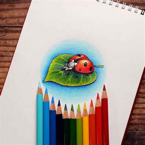 Ladybug Pencil Drawing