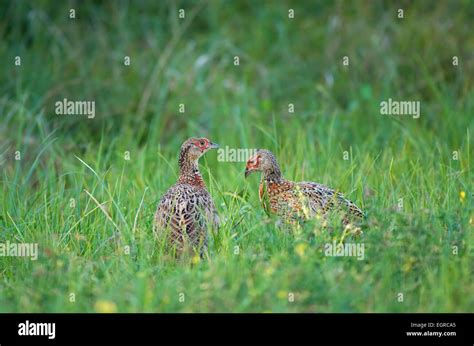 Juvenile Pheasant Hi Res Stock Photography And Images Alamy