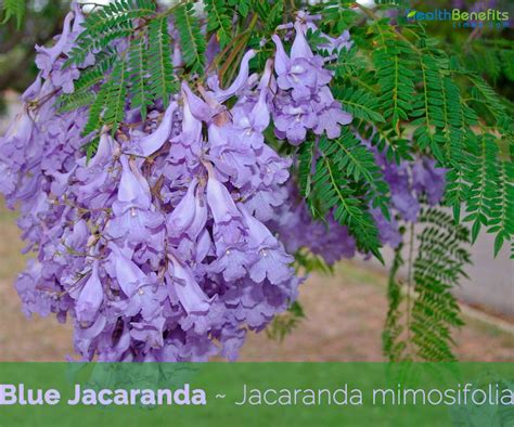 Blue Jacaranda facts and health benefits