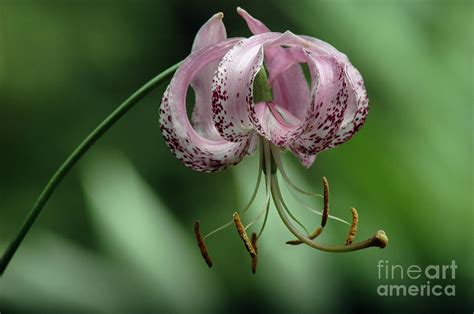 Lily Photograph By Vivian Christopher Fine Art America