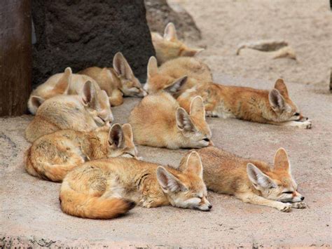 Der Fennek Ein kleiner Fuchs mit großen Ohren