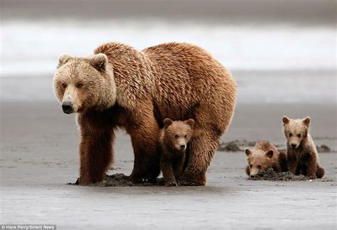 Grizzly bear shields her triplet cubs from the wind and rain | Daily ...