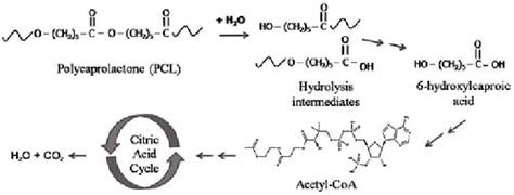 Mechanism of the biodegradation of poly εcaprolactone Download