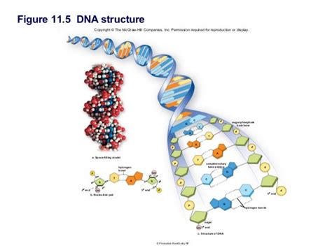 Chapter 11 Dna Biology And Technology