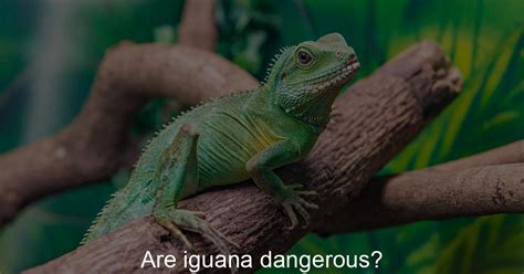 Are iguana dangerous? - Iguanas Life