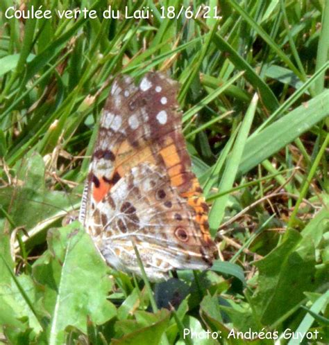 Orchidées et Papillons du Béarn Belle dame Vanessa cardui et