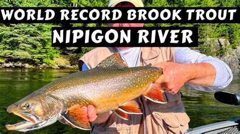 World Record Brook Trout Nipigon River Youtube