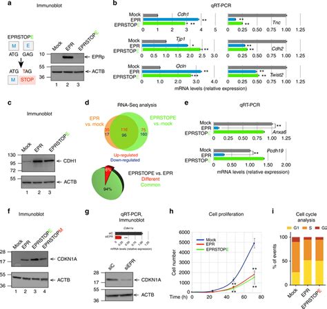 Epr Overexpression Reshapes Nmumg Cells Transcriptome And Reduces Cell Download Scientific