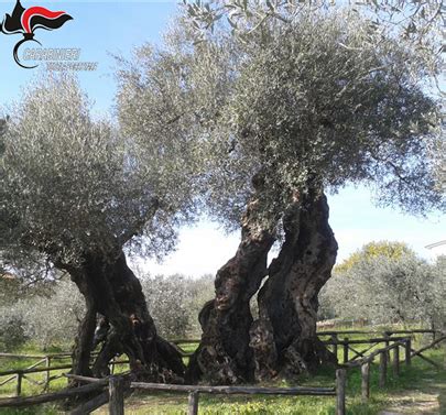 Alberi Monumentali Aggiornato Anche In Umbria L Elenco Ecco Dove Sono