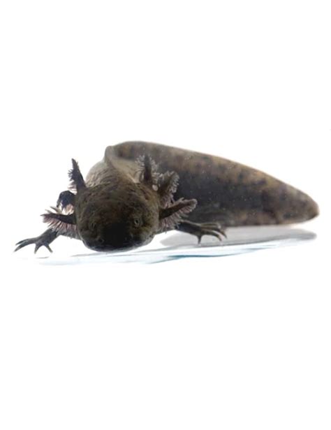 Melanistic Axolotl Ambystoma Mexicanum Petco