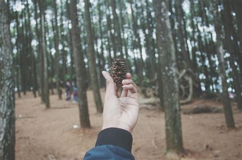 Premium Photo Cropped Hand Of Woman Holding Pine Cone Against Trees