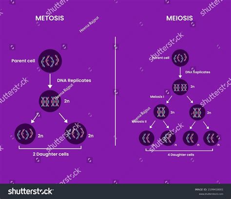 Differences Between Mitosis Meiosis Mitosis Vs Stock Vector Royalty