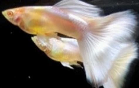 American Pink White Guppy - Fancy Guppies - Poecilia reticulata | Tank ...