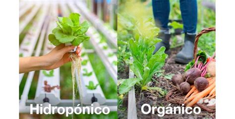 Cultivos Org Nicos Vs Hidrop Nicos Villa Santos Mimercadosaludable