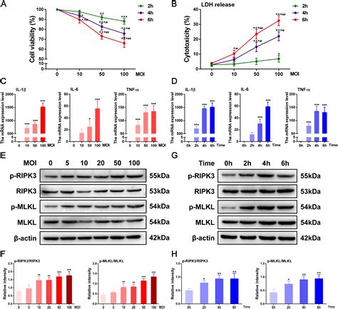 Enterococcus Faecalis Induced Macrophage Necroptosis Promotes