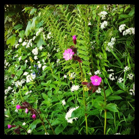 Beautiful wild hedgerow flowers seen on a walk on beautiful day in ...