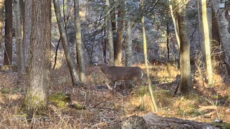 Whitetail Doe : r/pics