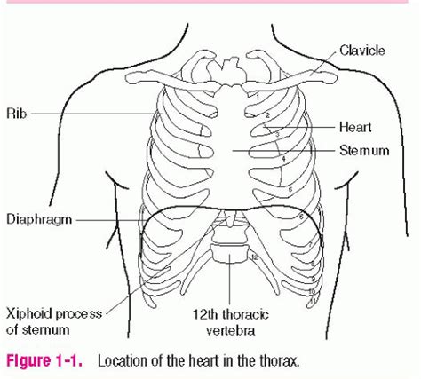 Anatomy and Physiology of the Heart | Thoracic Key