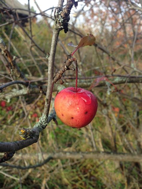 Apfel Zweig Obst Kostenloses Foto Auf Pixabay Pixabay