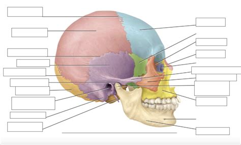 Skull Side View Diagram Quizlet