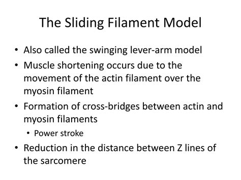 Ppt The Sliding Filament Theory Powerpoint Presentation Free