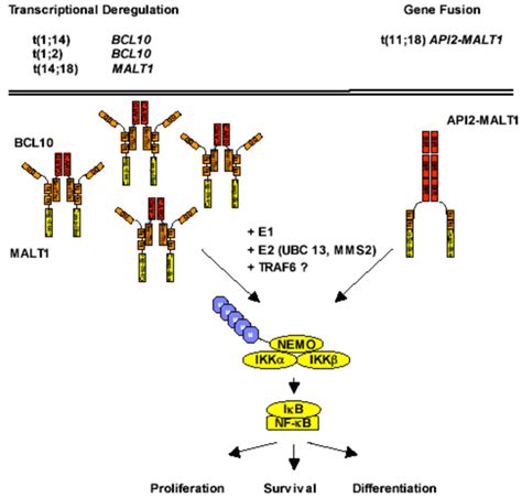 Deregulation Of Bcl Malt Signal Transduction By Chromosomal