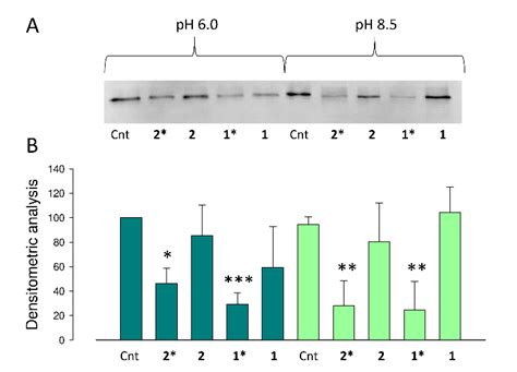 A Biotinylated Iodoacetamide Biam Assay Of Trxr1 Treated With 1 8 Download Scientific